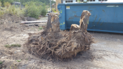 Tree stump removed