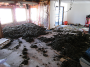 Old attic insulation