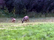 Deer on site