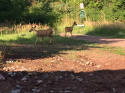 Bambi & friend